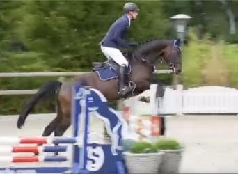 Oldenburger Springpferd, Stute, 4 Jahre, 168 cm, Schwarzbrauner