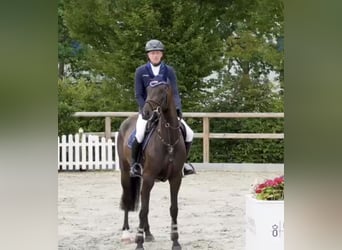Oldenburger Springpferd, Stute, 4 Jahre, 168 cm, Schwarzbrauner