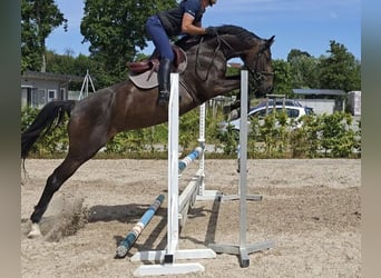 Oldenburger Springpferd, Stute, 4 Jahre, 168 cm, Schwarzbrauner