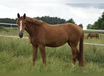 Oldenburger Springpferd, Stute, 4 Jahre, 169 cm, Fuchs