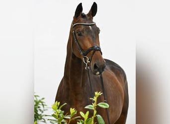 Oldenburger Springpferd, Stute, 4 Jahre, 170 cm, Brauner