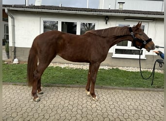 Oldenburger Springpferd, Stute, 4 Jahre, 170 cm, Dunkelfuchs