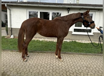 Oldenburger Springpferd, Stute, 4 Jahre, 170 cm, Dunkelfuchs