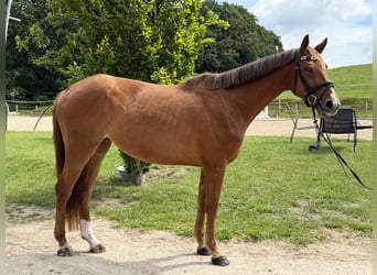 Oldenburger Springpferd, Stute, 4 Jahre, 170 cm, Fuchs