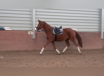 Oldenburger Springpferd, Stute, 4 Jahre, 170 cm, Fuchs