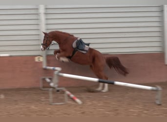 Oldenburger Springpferd, Stute, 4 Jahre, 170 cm