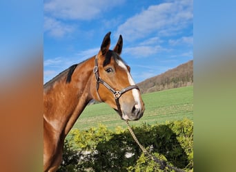 Oldenburger Springpferd, Stute, 4 Jahre, 172 cm, Brauner