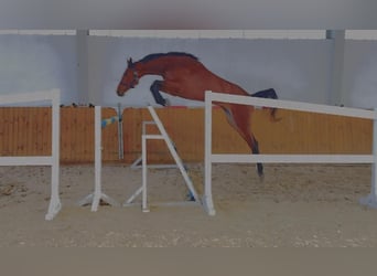 Oldenburger Springpferd, Stute, 4 Jahre, 172 cm, Rotbrauner