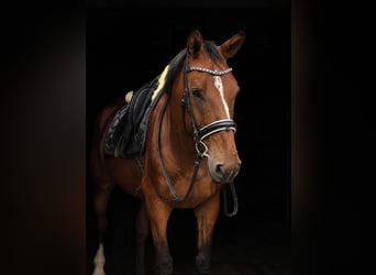 Oldenburger Springpferd, Stute, 4 Jahre, 175 cm, Brauner