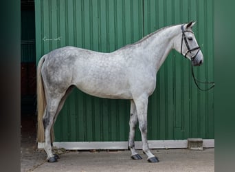 Oldenburger Springpferd, Stute, 4 Jahre, 176 cm, Schimmel