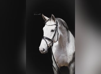 Oldenburger Springpferd, Stute, 4 Jahre, 176 cm, Schimmel