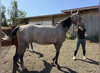 Oldenburger Springpferd, Stute, 4 Jahre, Schimmel