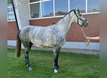 Oldenburger Springpferd, Stute, 4 Jahre, Schimmel