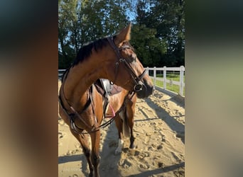 Oldenburger Springpferd, Stute, 5 Jahre, 160 cm, Brauner