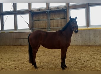 Oldenburger Springpferd, Stute, 5 Jahre, 160 cm, Dunkelbrauner