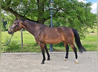 Oldenburger Springpferd, Stute, 5 Jahre, 160 cm, Dunkelbrauner