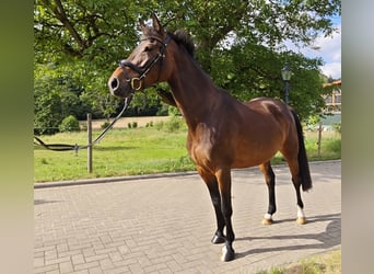 Oldenburger Springpferd, Stute, 5 Jahre, 160 cm, Dunkelbrauner