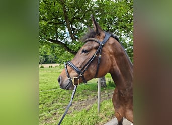 Oldenburger Springpferd, Stute, 5 Jahre, 160 cm, Dunkelbrauner