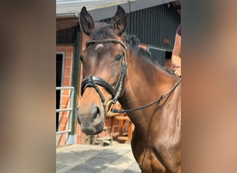 Oldenburger Springpferd, Stute, 5 Jahre, 160 cm, Dunkelbrauner
