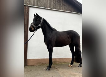 Oldenburger Springpferd, Stute, 5 Jahre, 160 cm, Schwarzbrauner