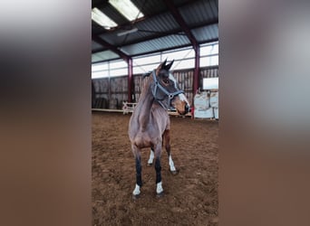 Oldenburger Springpferd, Stute, 5 Jahre, 161 cm, Brauner