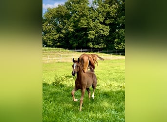 Oldenburger Springpferd, Stute, 5 Jahre, 162 cm, Fuchs