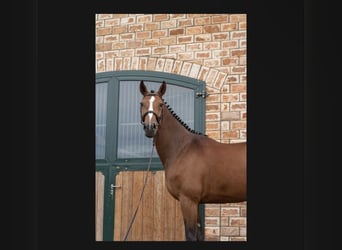 Oldenburger Springpferd, Stute, 5 Jahre, 163 cm, Brauner