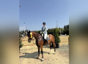 Oldenburger Springpferd, Stute, 5 Jahre, 163 cm, Brauner