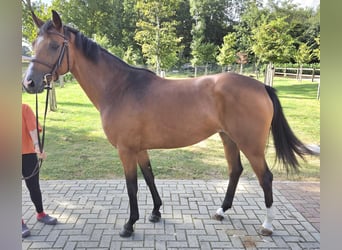 Oldenburger Springpferd, Stute, 5 Jahre, 163 cm, Brauner