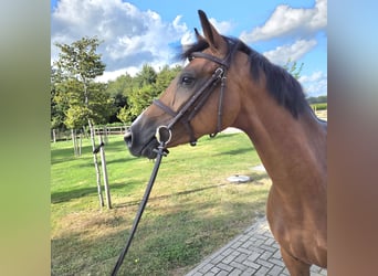 Oldenburger Springpferd, Stute, 5 Jahre, 163 cm, Brauner