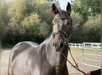 Oldenburger Springpferd, Stute, 5 Jahre, 163 cm, Dunkelbrauner