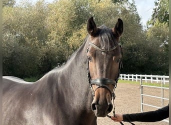 Oldenburger Springpferd, Stute, 5 Jahre, 163 cm, Dunkelbrauner