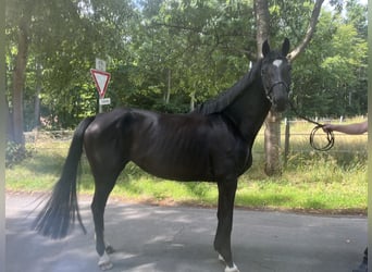 Oldenburger Springpferd, Stute, 5 Jahre, 163 cm, Rappe