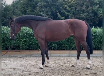 Oldenburger Springpferd, Stute, 5 Jahre, 164 cm, Brauner
