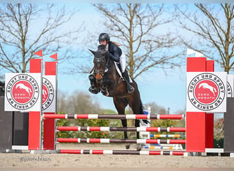 Oldenburger Springpferd, Stute, 5 Jahre, 164 cm, Dunkelbrauner
