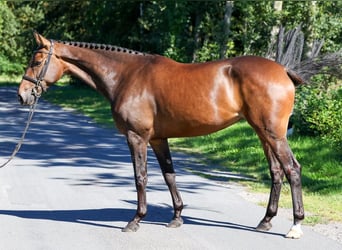 Oldenburger Springpferd, Stute, 5 Jahre, 164 cm, Dunkelbrauner