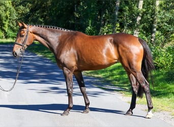 Oldenburger Springpferd, Stute, 5 Jahre, 164 cm, Dunkelbrauner