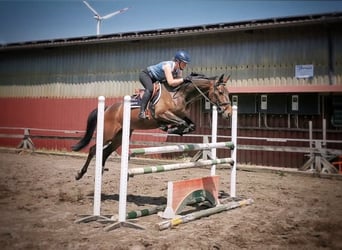 Oldenburger Springpferd, Stute, 5 Jahre, 164 cm, Dunkelbrauner