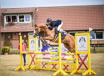 Oldenburger Springpferd, Stute, 5 Jahre, 164 cm, Fuchs