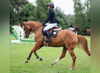 Oldenburger Springpferd, Stute, 5 Jahre, 164 cm, Fuchs