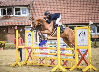 Oldenburger Springpferd, Stute, 5 Jahre, 164 cm, Fuchs