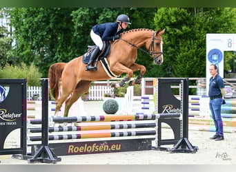Oldenburger Springpferd, Stute, 5 Jahre, 164 cm, Fuchs