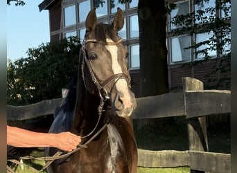 Oldenburger Springpferd, Stute, 5 Jahre, 164 cm, Schwarzbrauner