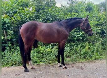 Oldenburger Springpferd, Stute, 5 Jahre, 165 cm, Brauner