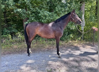 Oldenburger Springpferd, Stute, 5 Jahre, 165 cm, Brauner