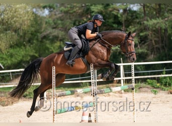 Oldenburger Springpferd, Stute, 5 Jahre, 165 cm, Braunfalbschimmel