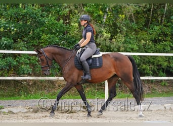 Oldenburger Springpferd, Stute, 5 Jahre, 165 cm, Braunfalbschimmel