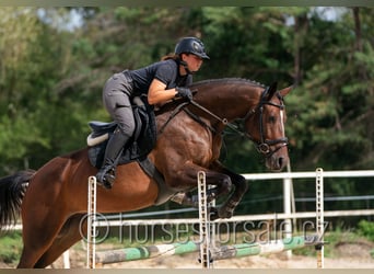 Oldenburger Springpferd, Stute, 5 Jahre, 165 cm, Braunfalbschimmel