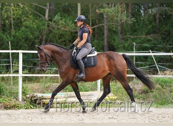 Oldenburger Springpferd, Stute, 5 Jahre, 165 cm, Braunfalbschimmel