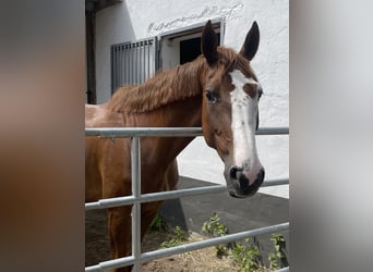 Oldenburger Springpferd, Stute, 5 Jahre, 165 cm, Dunkelfuchs